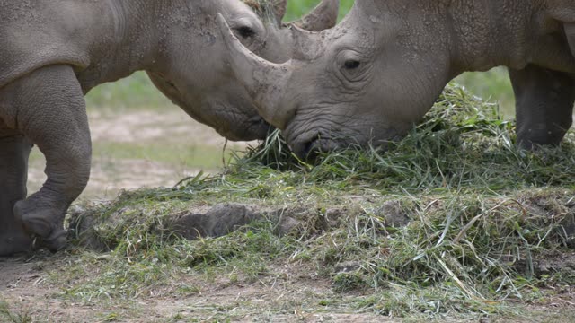 Rhinos Socializing At Feeding Site