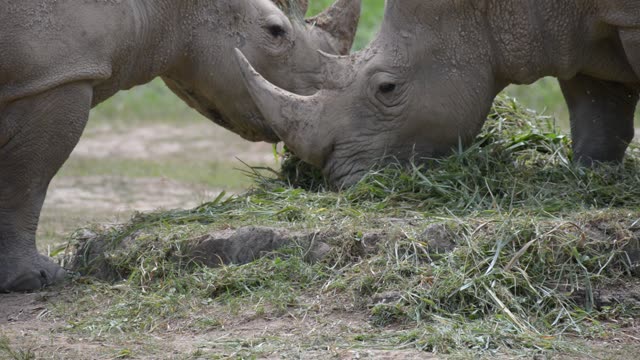White Rhino Grazing With Egret