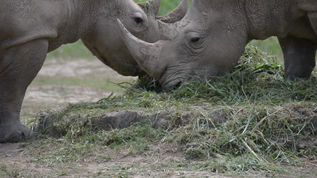 Rhinos Socializing At Feeding Site