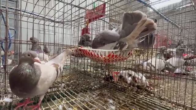 Young Pigeons At The Farm
