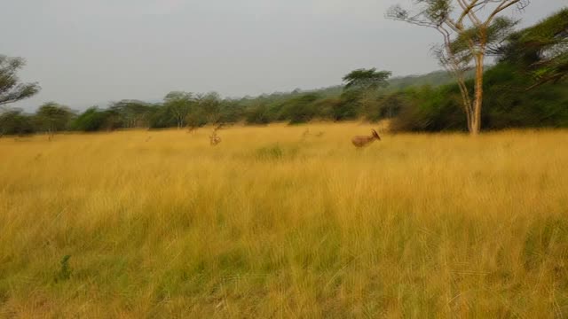 Topi Standing Among Trees