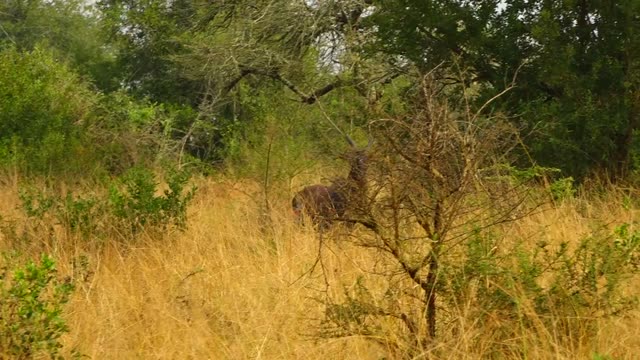 Rangers Approaching Topi In Grass