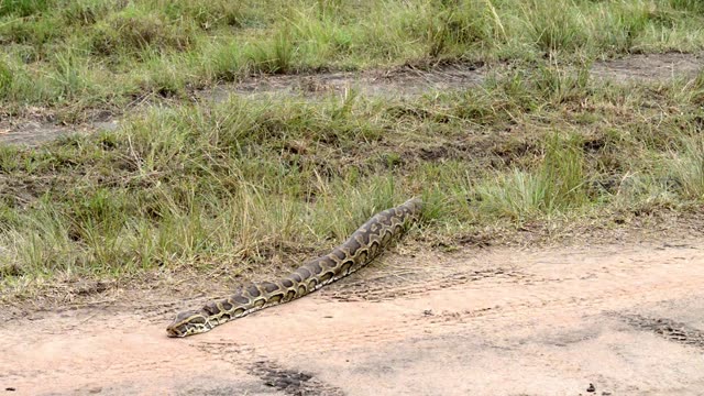 Python Sliding Over Sand