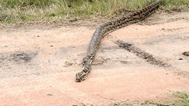 Python Bending Over Dirt Road