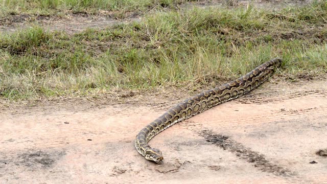 African Rock Python On Bare Ground