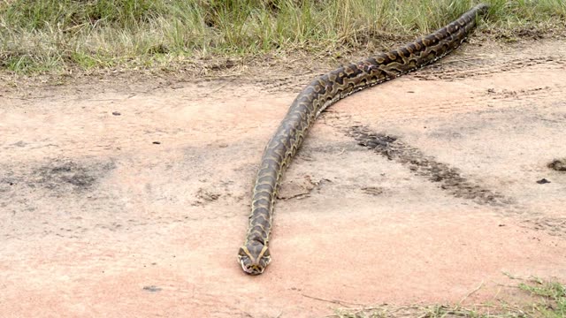 Python Head Leading Across Sand