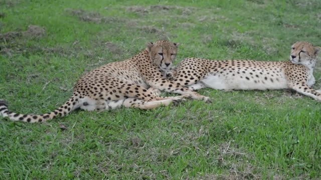 Cheetahs Lying In Grass