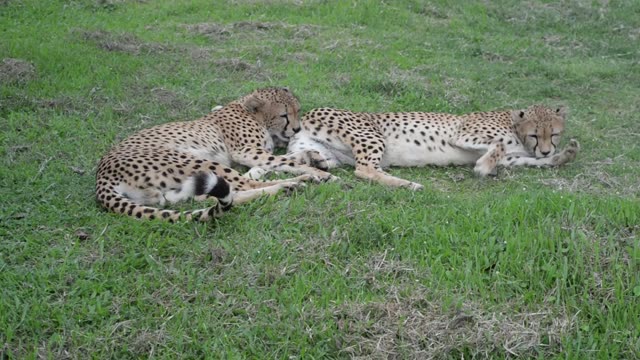 Cheetahs Lying In Grass