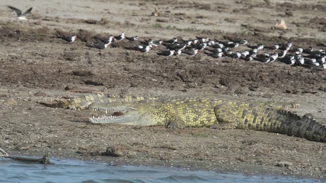 Nile Crocodile Resting On Shore