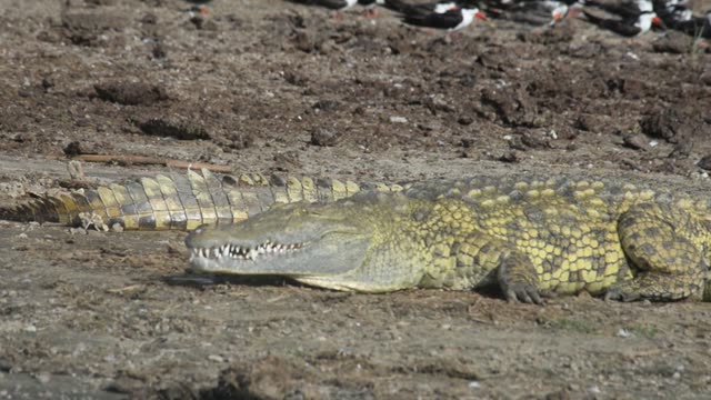 Nile Crocodile Resting On Shore