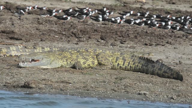 Nile Crocodile Resting On Shore