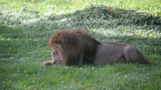 Male Lion Lying In Grass