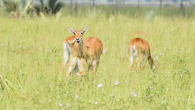 Reedbuck Antelope In Grassland