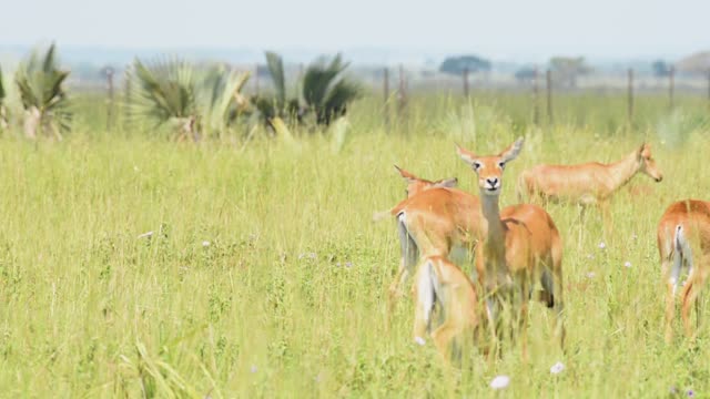 Reedbuck Antelope In Grassland