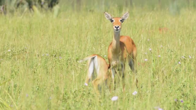 Reedbuck Antelope In Grassland