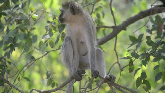Vervet Monkey Resting In Tree