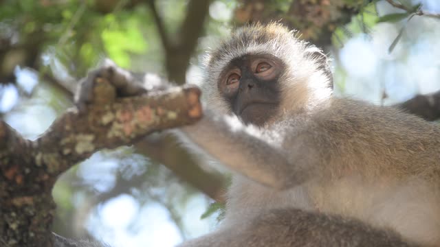 Vervet Monkey Climbing Branches