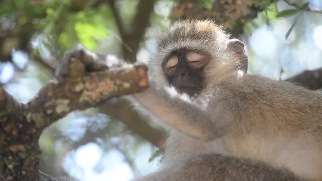 Vervet Monkey Resting In Tree