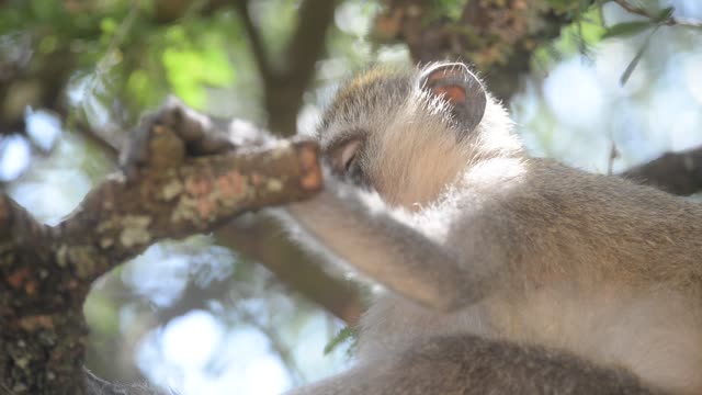 Vervet Monkey Climbing Branches