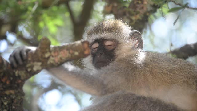 Vervet Monkey Resting In Tree