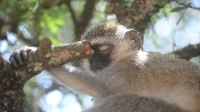 Vervet Monkey Climbing Branches
