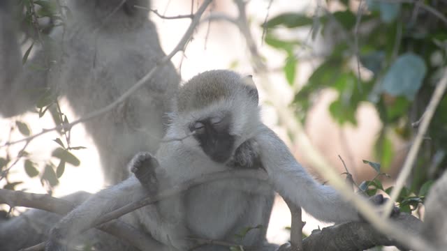 Vervet Monkey Resting In Tree