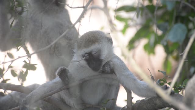 Vervet Monkey Climbing Branches