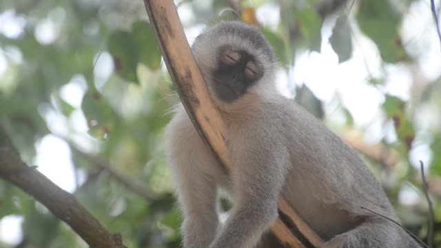 Vervet Monkey Resting In Tree