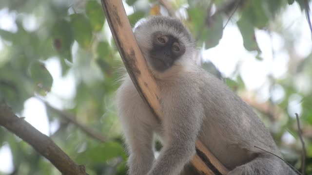Vervet Monkey Climbing Branches