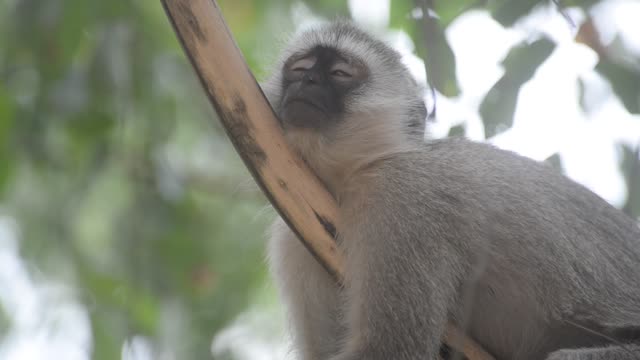 Vervet Monkey Resting In Tree