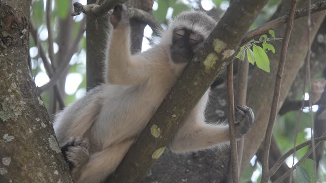 Vervet Monkey Climbing Branches