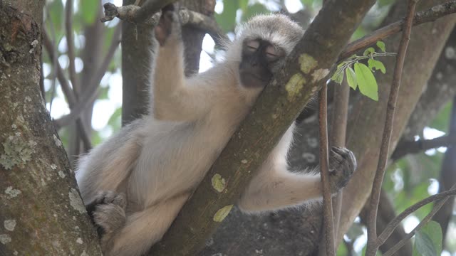 Vervet Monkey Resting In Tree