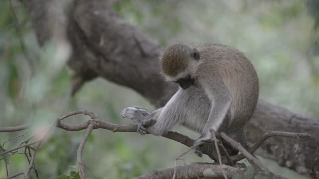 Vervet Monkey Climbing Branches