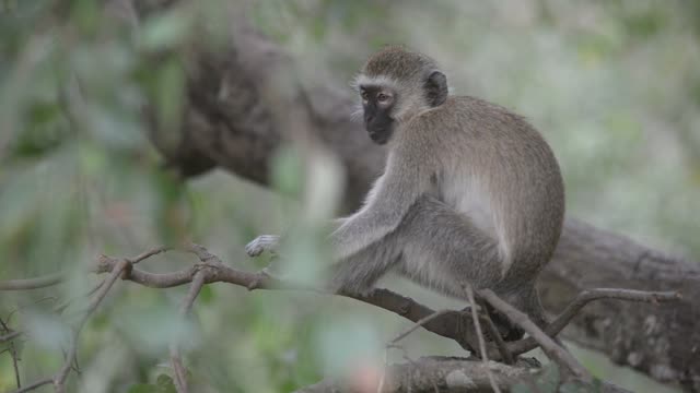 Vervet Monkey Resting In Tree