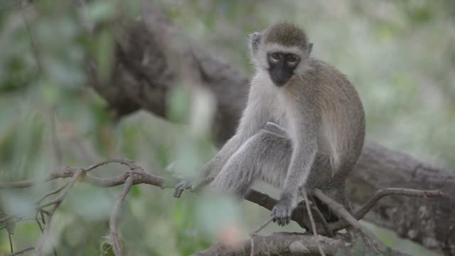 Vervet Monkey Climbing Branches