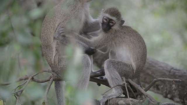 Vervet Monkey Resting In Tree