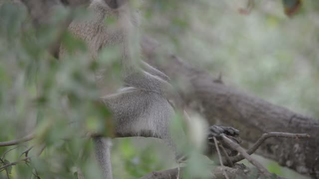 Vervet Monkey Climbing Branches