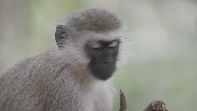 Vervet Monkey Resting In Tree