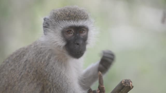Vervet Monkey Climbing Branches