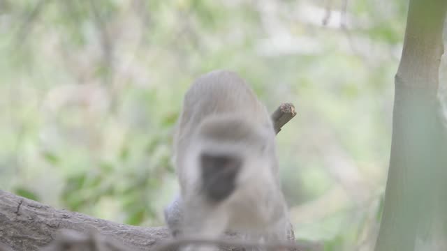 Vervet Monkey Resting In Tree