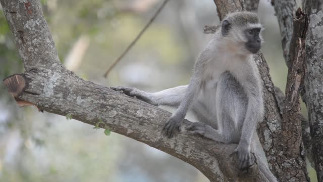 Vervet Monkey Climbing Branches