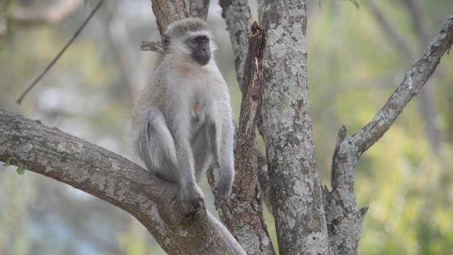 Vervet Monkey Resting In Tree