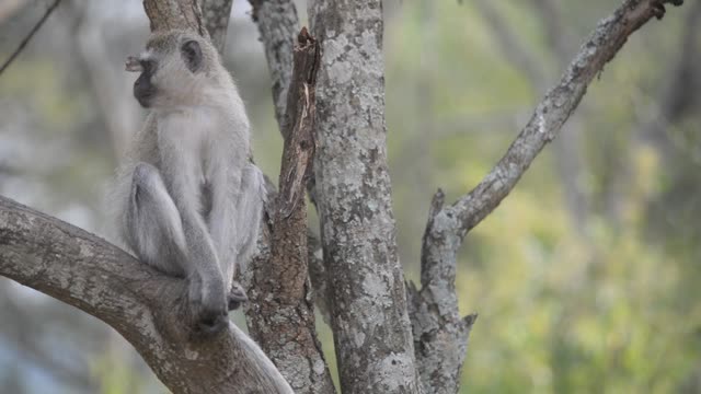 Vervet Monkey Climbing Branches