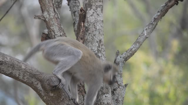 Vervet Monkey Resting In Tree