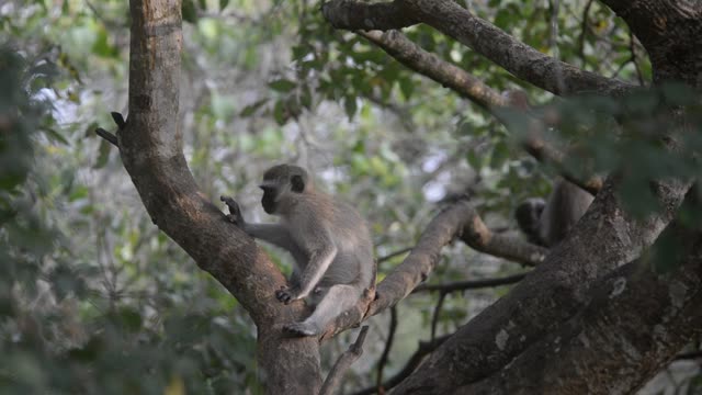 Vervet Monkey Resting In Tree