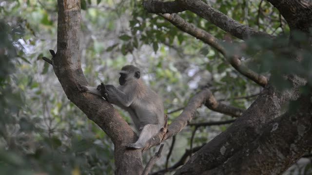 Vervet Monkey Climbing Branches