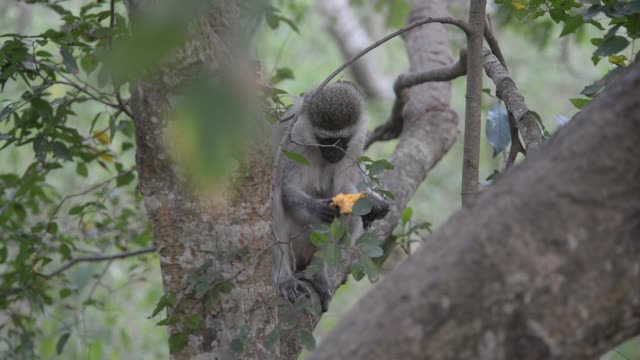 Vervet Monkey Resting In Tree