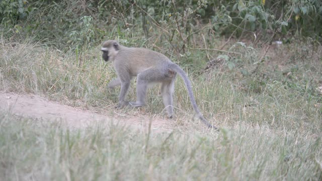 Vervet Monkey Climbing Branches