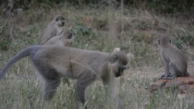 Vervet Monkey Resting In Tree