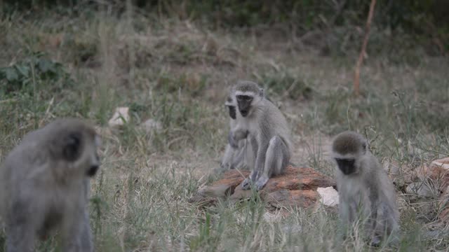 Vervet Monkey Climbing Branches